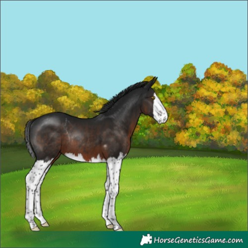 Horse Color:Gray Brown Splash Rabicano 