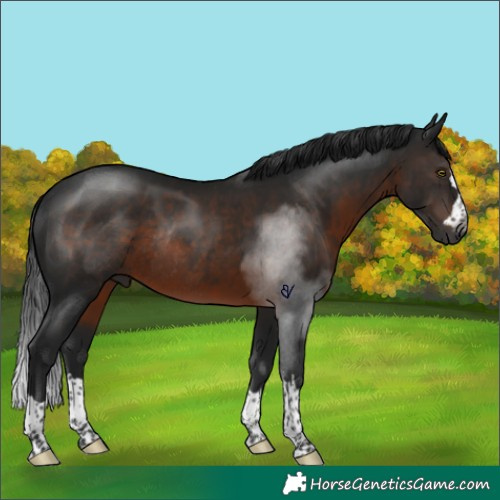 Horse Color:Gray Brown Rabicano 