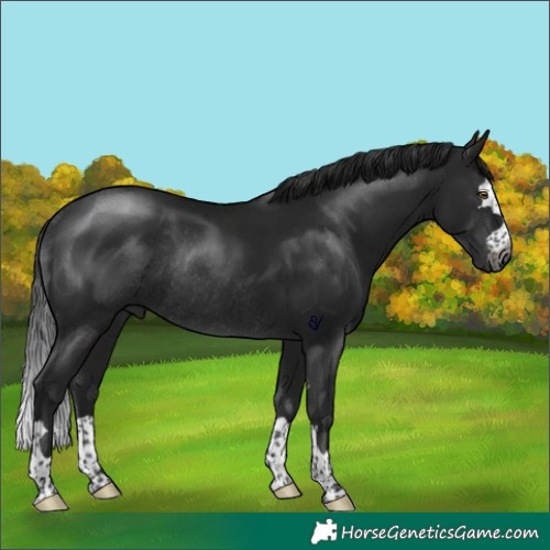 Horse Color:Gray Brown Rabicano 