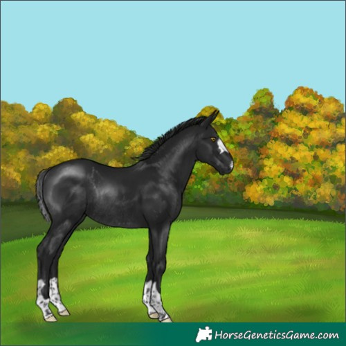 Horse Color:Gray Brown Rabicano 