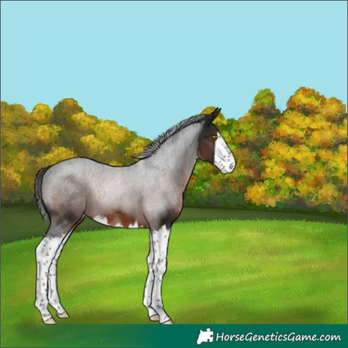Horse Color:Gray Brown Splash Rabicano 