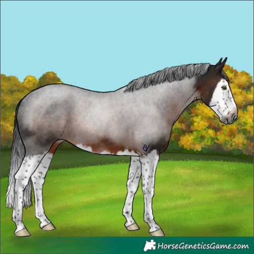Horse Color:Gray Brown Splash Rabicano 