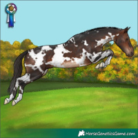 Horse Color:White Spotted Brown 