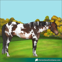 Horse Color:White Spotted Brown