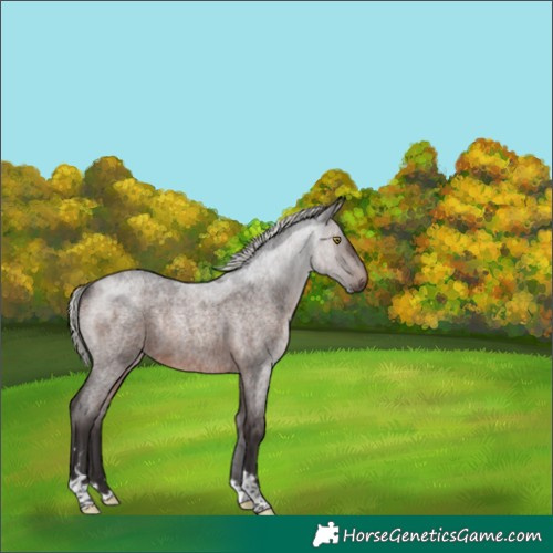 Horse Color:Silver Brown Roan Rabicano 