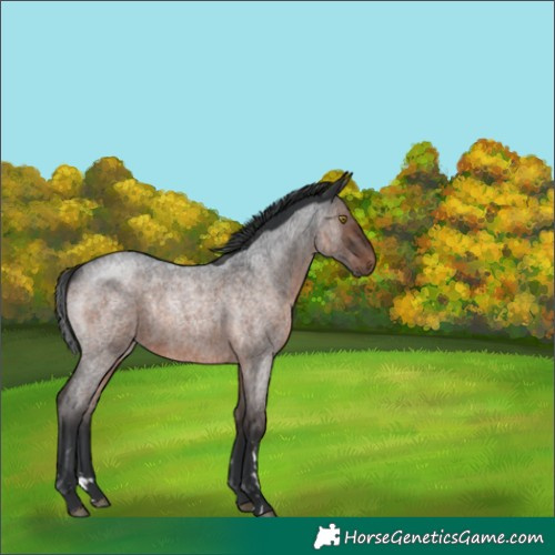 Horse Color:Brown Roan Rabicano 