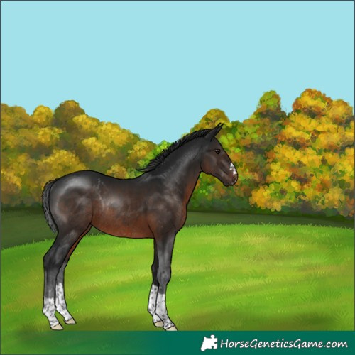 Horse Color:Gray Brown Rabicano 