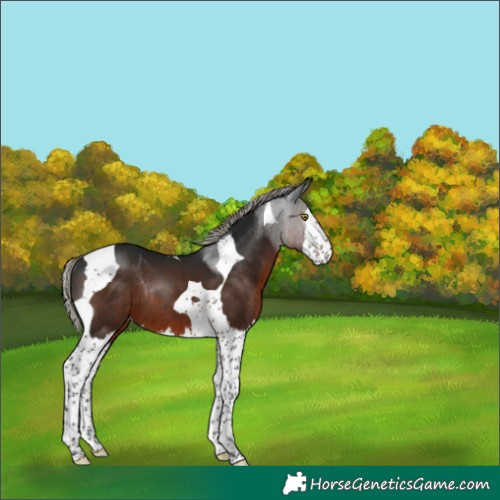 Horse Color:Gray Silver Brown Splash Tobiano Rabicano 