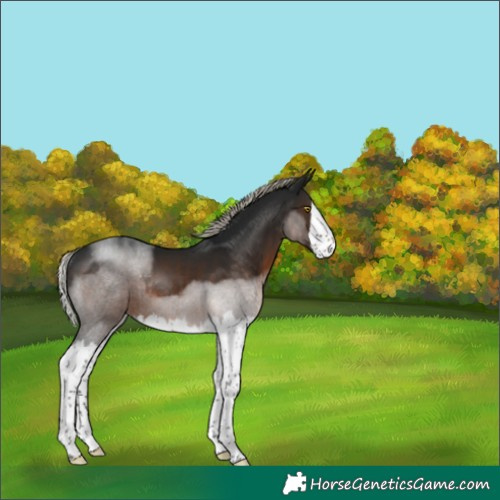 Horse Color:Gray Silver Brown Splash Rabicano 