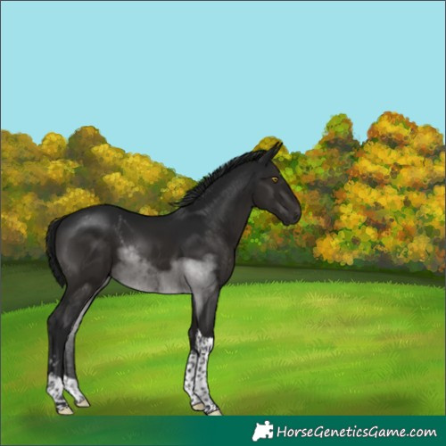 Horse Color:Gray Brown Tobiano Rabicano 