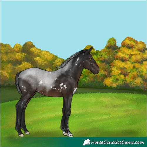 Horse Color:Gray White Spotted Brown Rabicano 