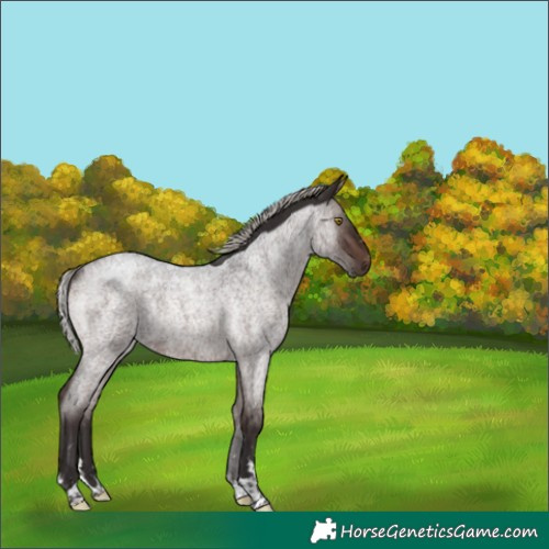 Horse Color:Silver Brown Roan Rabicano 