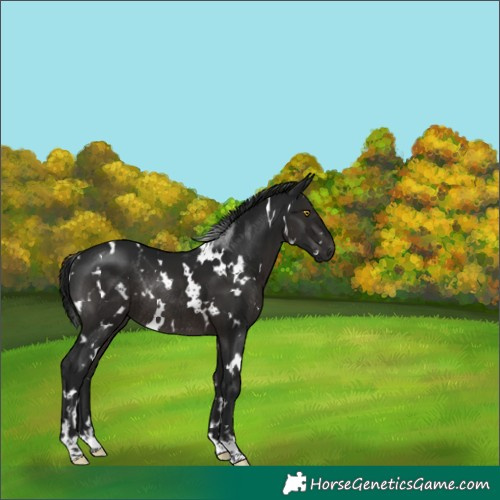 Horse Color:Gray White Spotted Brown Rabicano 