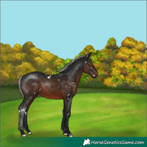 Horse Color:Gray White Spotted Silver Brown Rabicano 