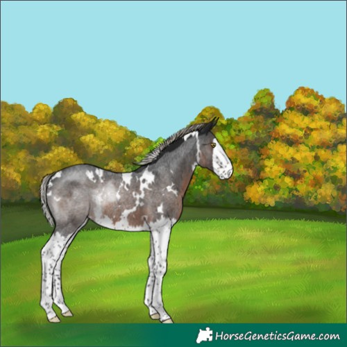 Horse Color:Gray White Spotted Silver Brown Roan Splash Rabicano 