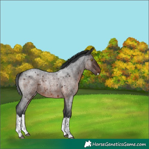 Horse Color:Brown Roan Splash Rabicano 