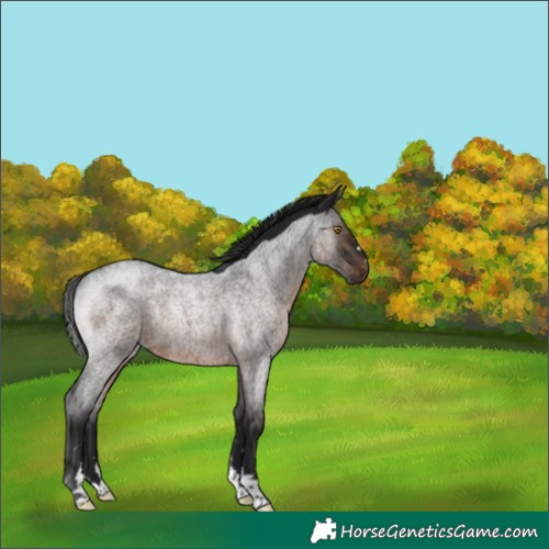 Horse Color:Gray Brown Roan Rabicano 