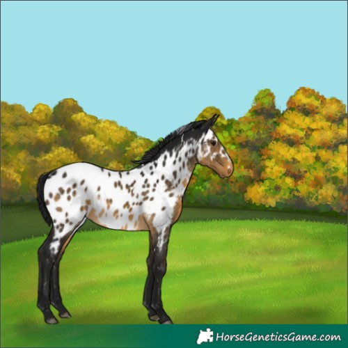 Horse Color:Gray White Spotted Buckskin Appaloosa Rabicano 