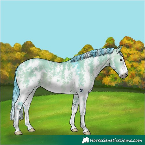 Horse Color:Gray Watercolor Brown Dun Sabino Rabicano 