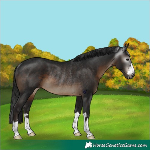 Horse Color:Gray Brown Rabicano 