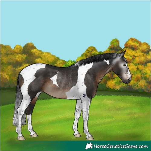 Horse Color:Gray Brown Tobiano Rabicano 