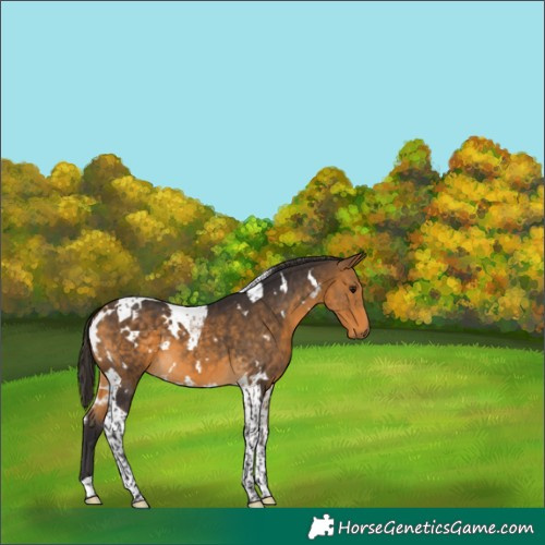 Horse Color:White Spotted Buckskin Tobiano 