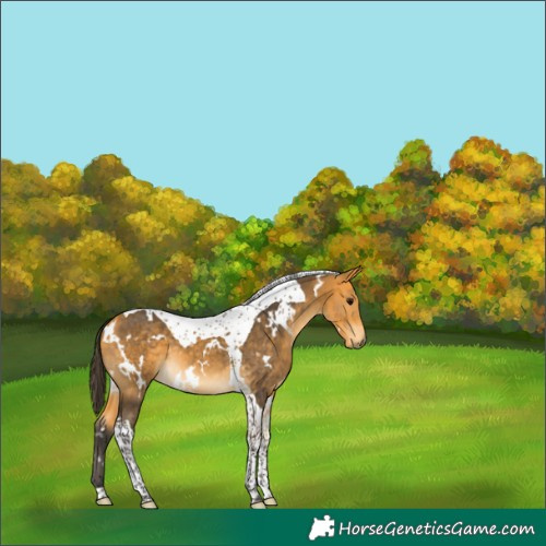Horse Color:White Spotted Buckskin Tobiano 