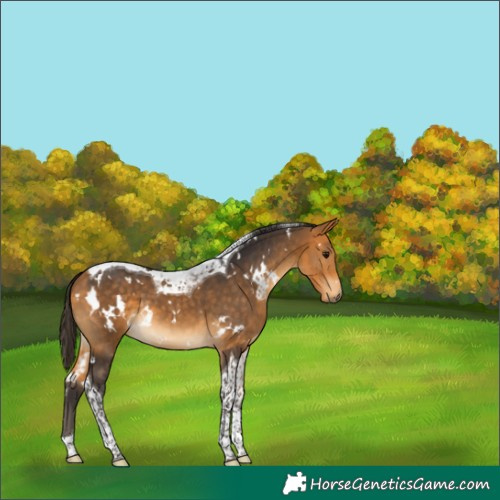 Horse Color:White Spotted Buckskin Tobiano 