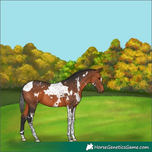 Horse Color:White Spotted Bay Tobiano 