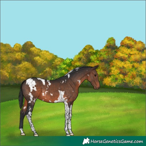 Horse Color:White Spotted Brown Tobiano 