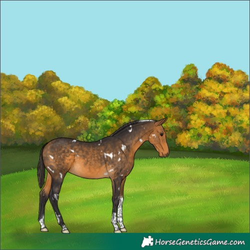 Horse Color:White Spotted Buckskin Tobiano 