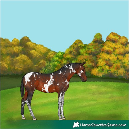 Horse Color:White Spotted Brown Tobiano 