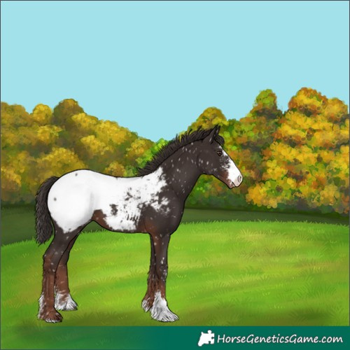 Horse Color:Liver Chestnut Sabino Snowcap