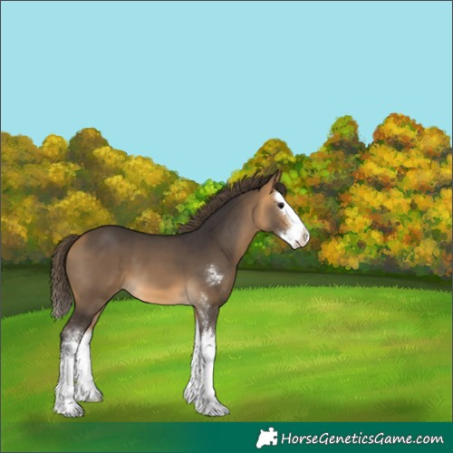 Horse Color:Buckskin Sabino Splash Appaloosa