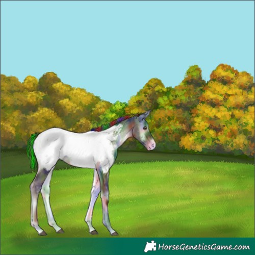 Horse Color:Painted Nacre Liver Red Onyx Appaloosa 