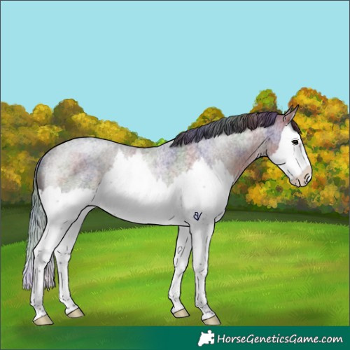 Horse Color:Nacre Brown Roan Splash Rabicano 