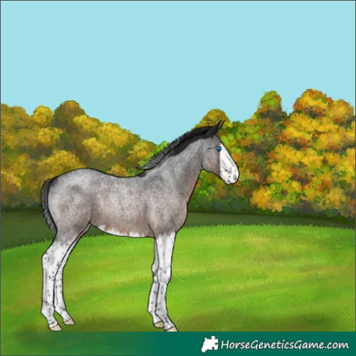 Horse Color:Gray Brown Roan Splash Rabicano 