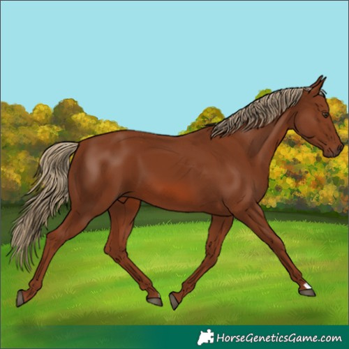 Horse Color:Chestnut 