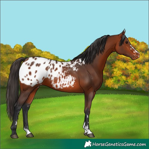 Horse Color:Bay Appaloosa  and Bay Appaloosa 