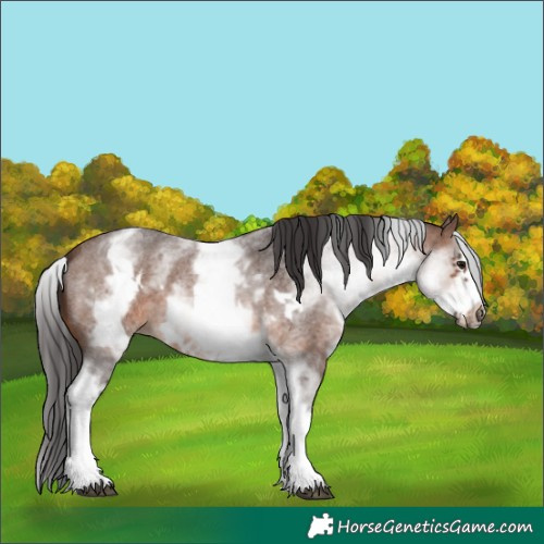 Horse Color:White Spotted Brown Roan Frame 