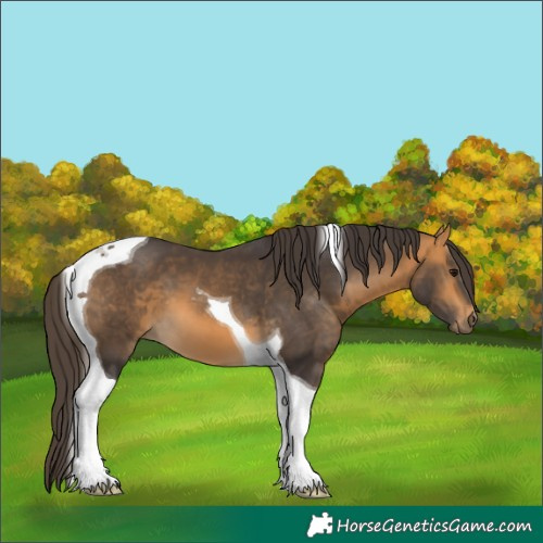 Horse Color:Buckskin Tobiano