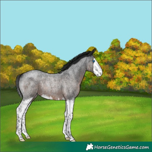 Horse Color:Gray Brown Roan Splash Rabicano 