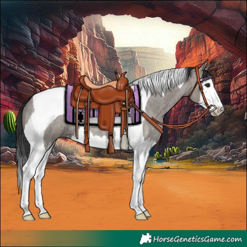 Horse Color:Grullo Roan Splash Tobiano 