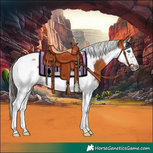 Horse Color:Bay Splash Tobiano Frame 