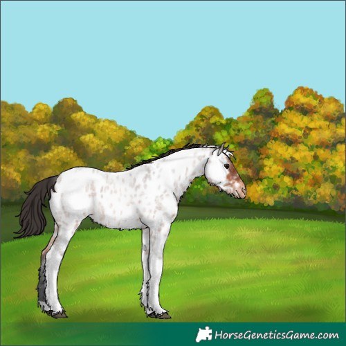 Horse Color:Bay Ice Roan Tobiano Appaloosa 