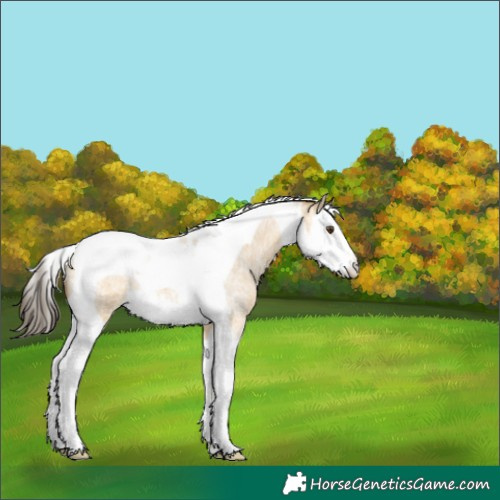 Horse Color:Buckskin Ice Roan Dun Splash Tobiano 
