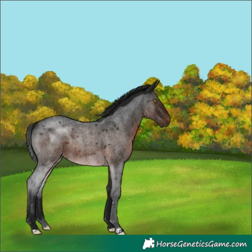 Horse Color:Gray Brown Roan Rabicano 