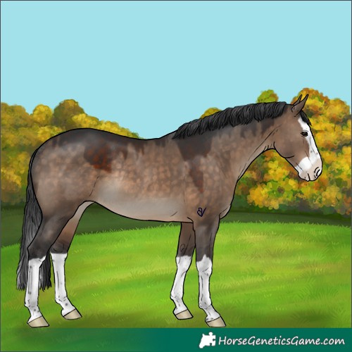Horse Color:Brown Dun Splash Rabicano 