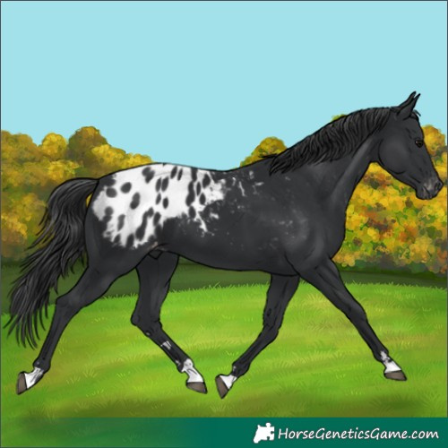 Horse Color:Black Appaloosa