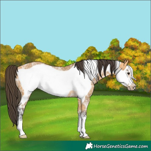 Horse Color:Buckskin Ice Frame Rabicano